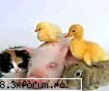 uite una draguta poze cu animale