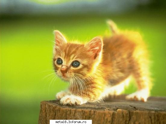 Poze cu animale - MariFanAnime - Wallpapapers