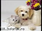 Poze cu animale - imi place poza ta MariFanAnime, e very sweet, hai - Wallpapapers