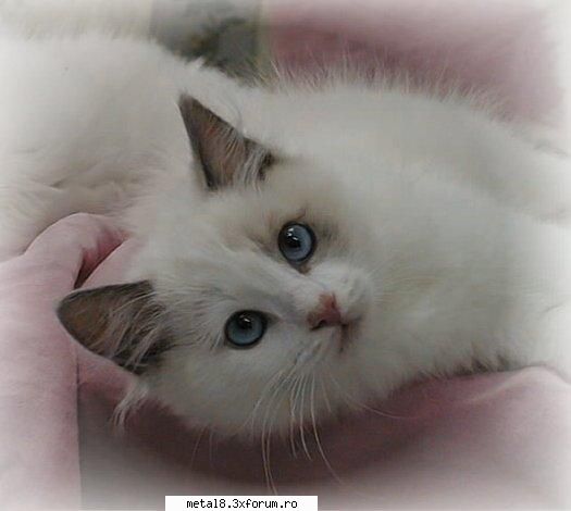 Poze cu animale - Mitsuko - Wallpapapers