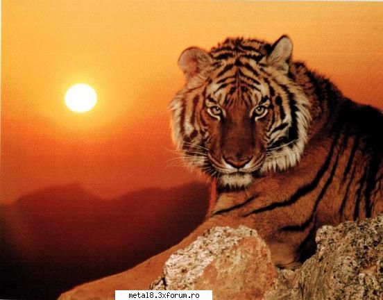 Poze cu animale - animalul meu preferat - Wallpapapers