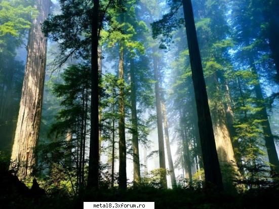 Wallpapers natura - Si una in care nu as vrea sa ma pierd - Wallpapapers