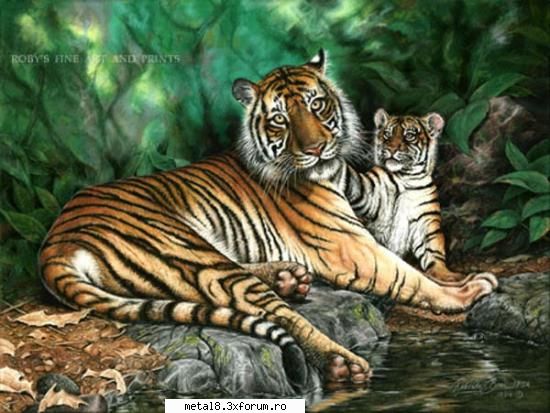 Wallpapers natura - Uite una cu tigri - Wallpapapers